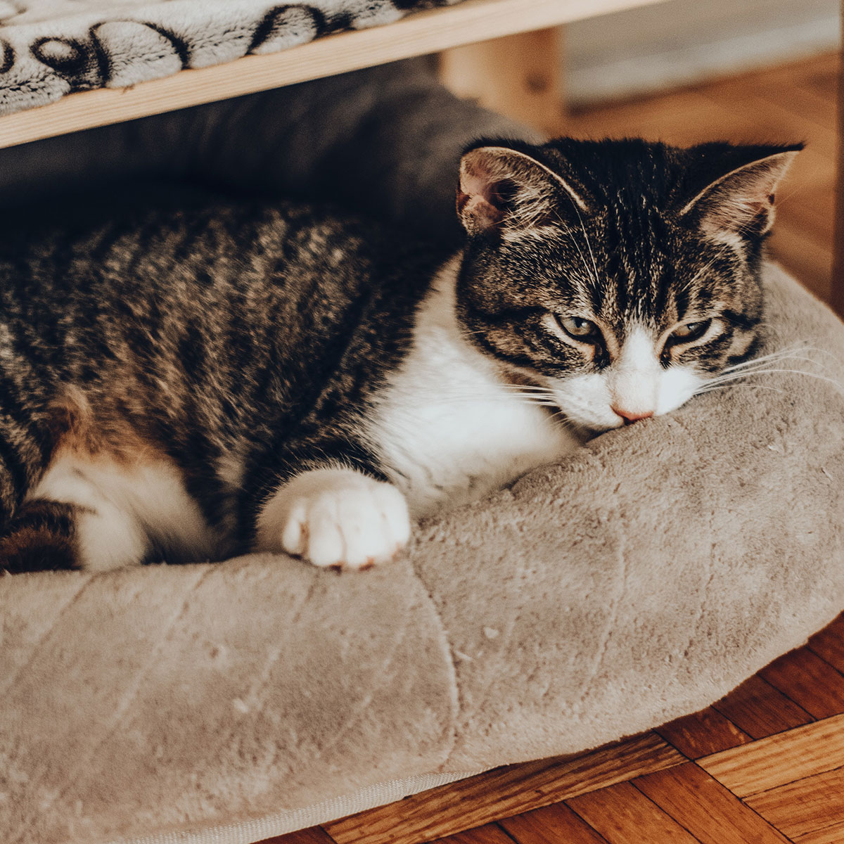 Cat Laying on Bed